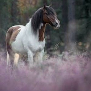 Meet your Posher, Bailey